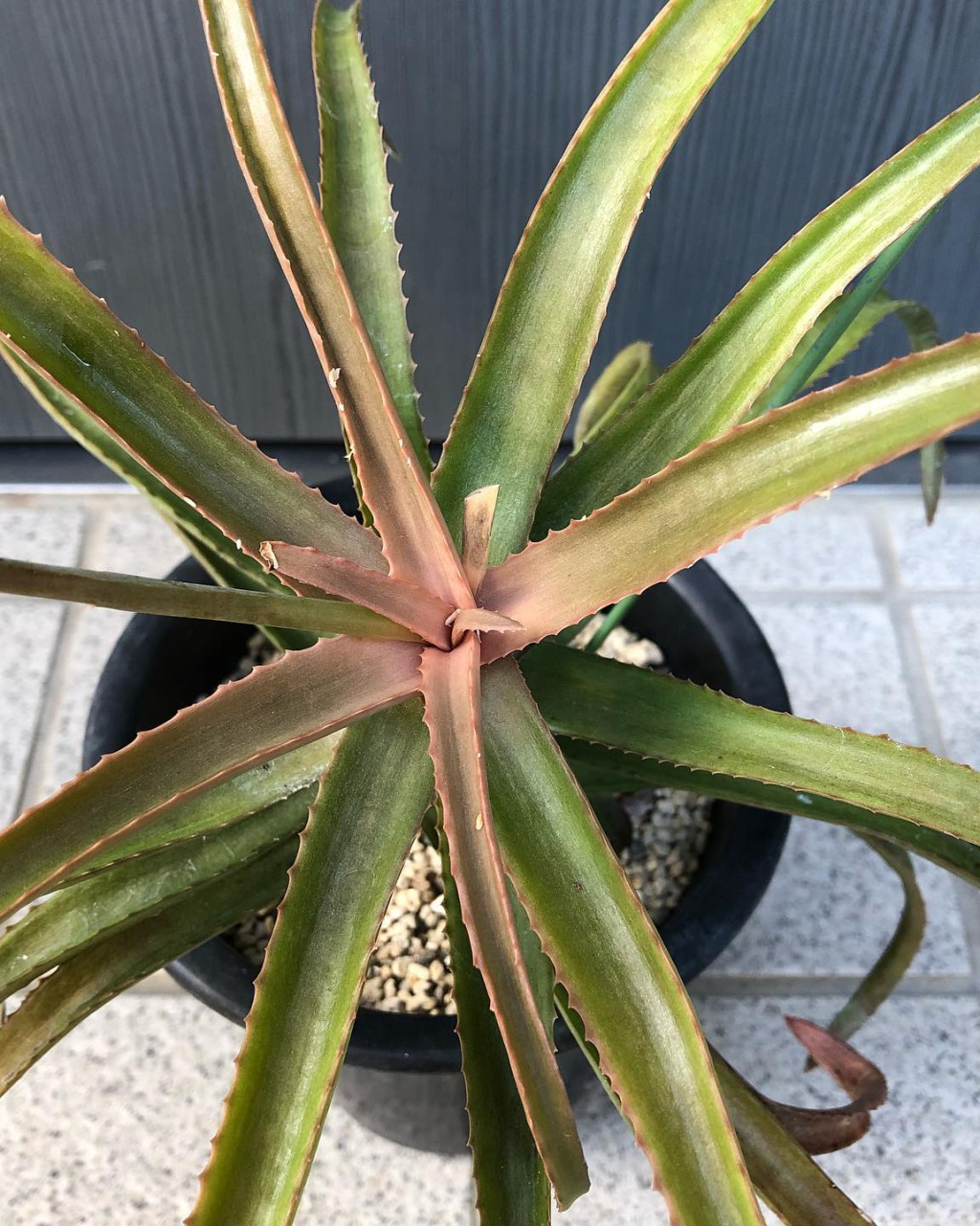 Aloe delphinensis