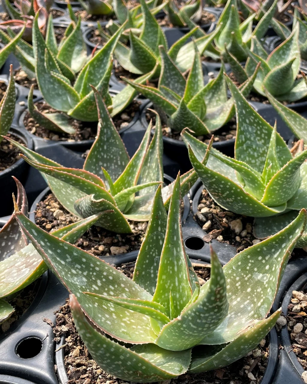 Aloe deltoideodonta