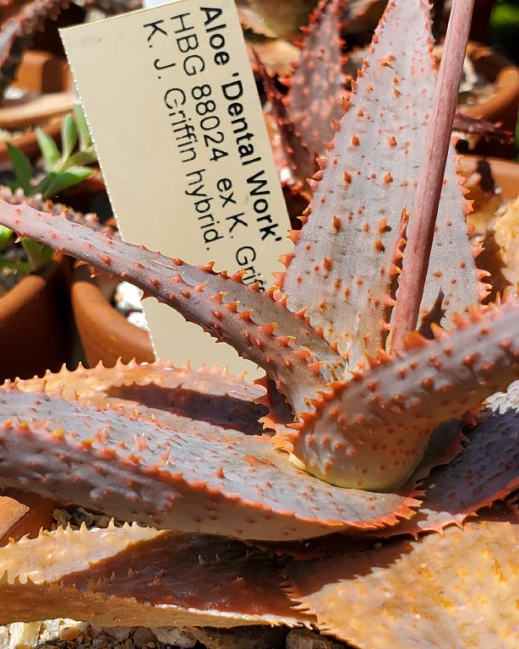 Aloe 'Dental Work'