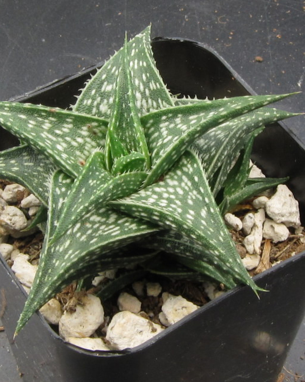 Aloe descoingsii