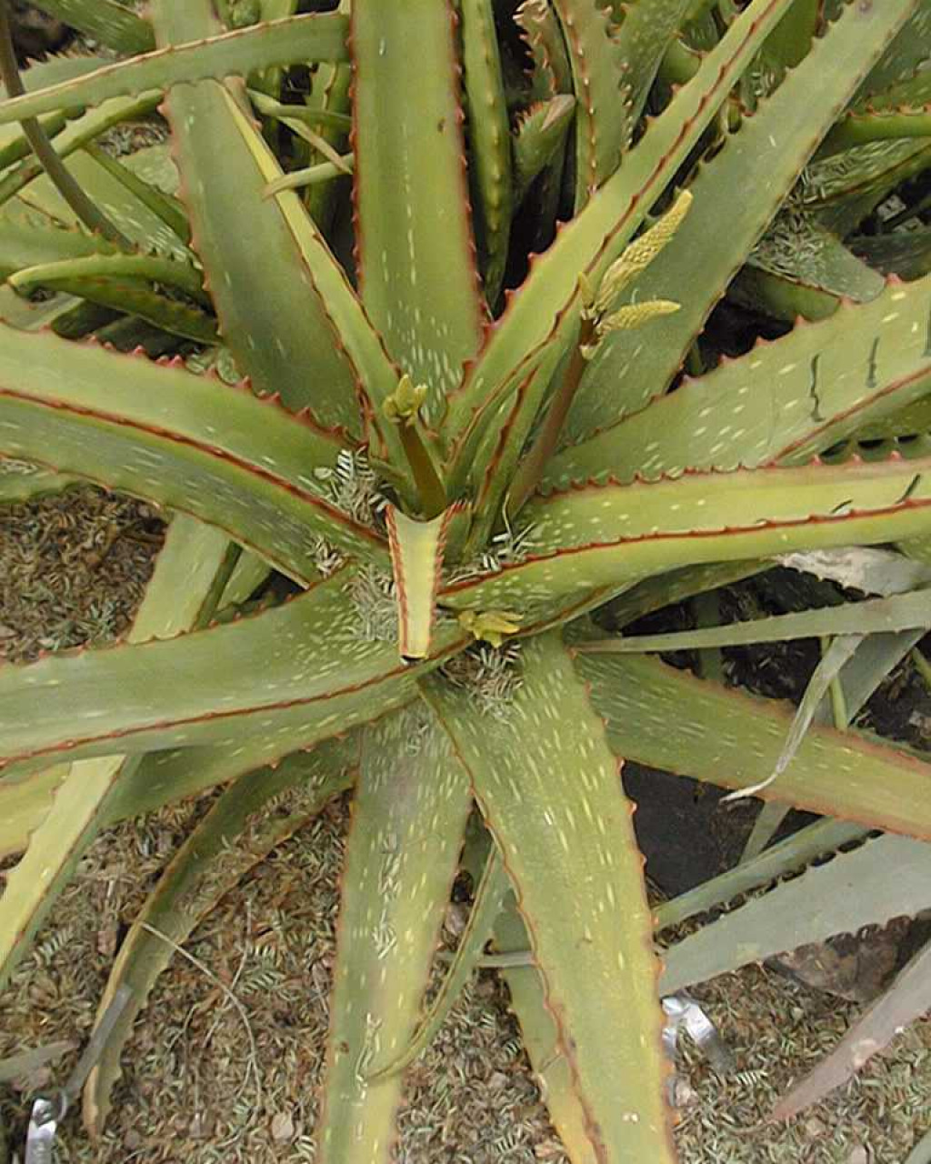 Aloe deserti