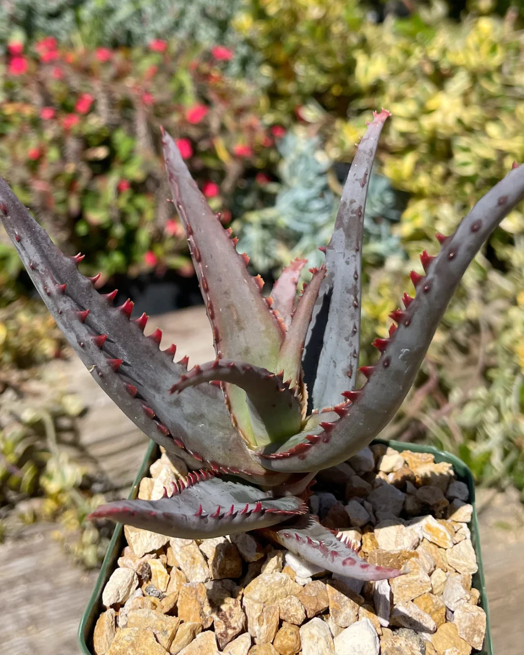 Aloe 'Diablo'