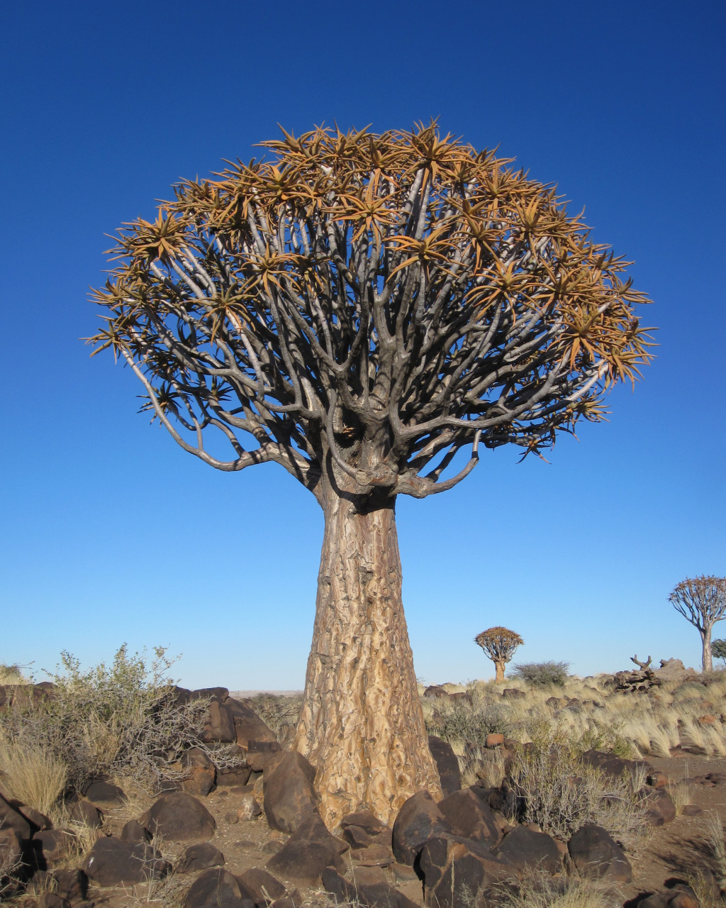 Aloe dichotoma