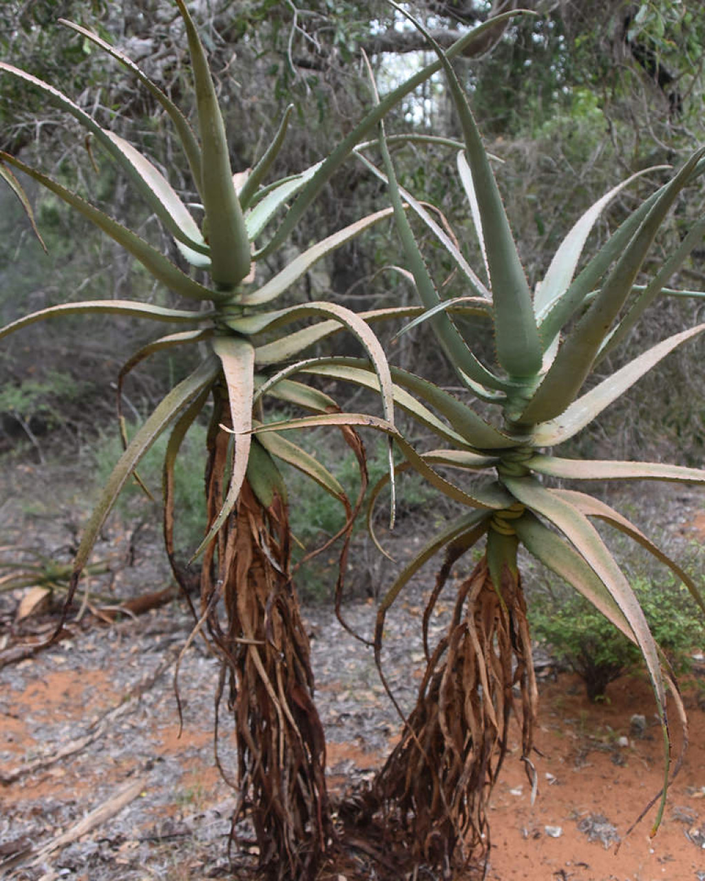 Aloe divaricata