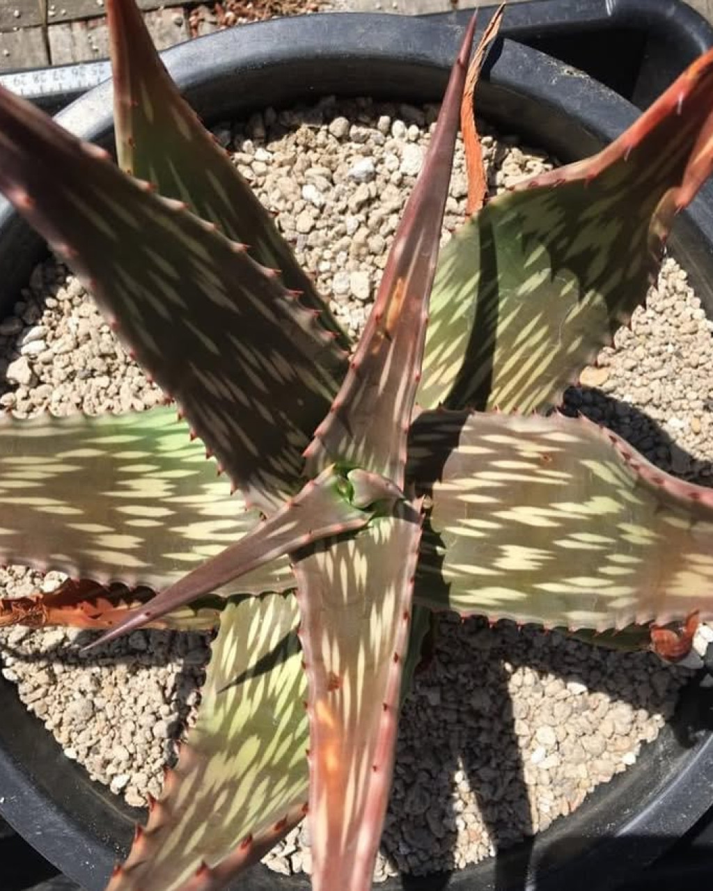 Aloe djiboutiensis
