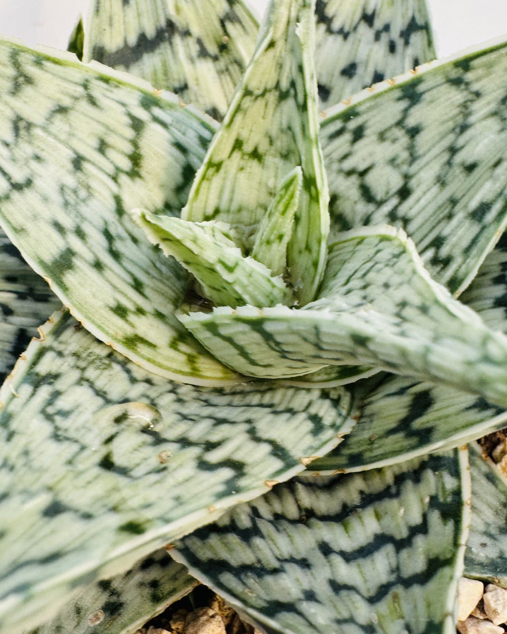 Aloe 'Doran Black'