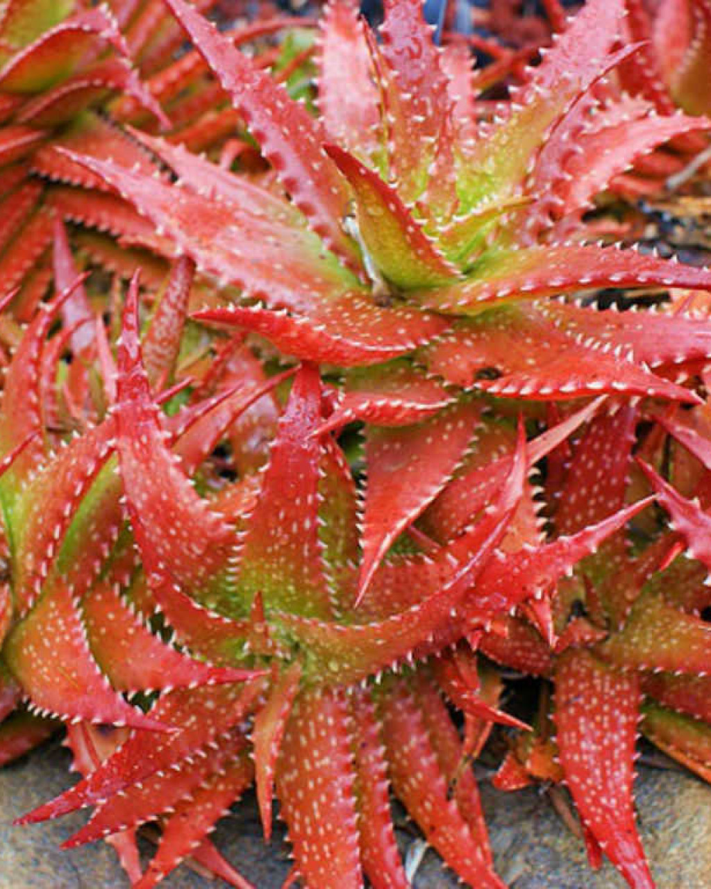 Aloe dorotheae