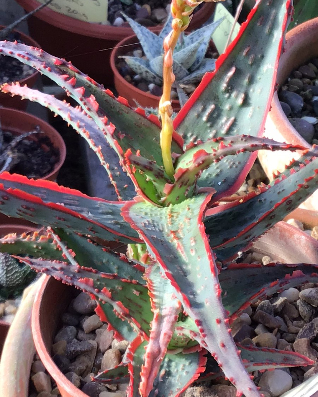 Aloe 'Dracula's Blood'
