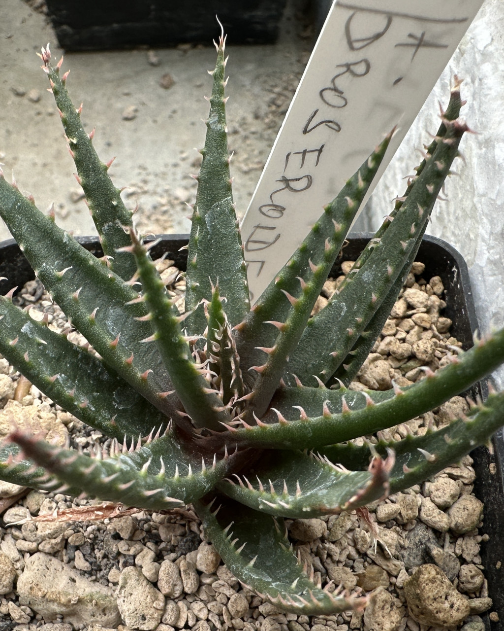 Aloe droseroides