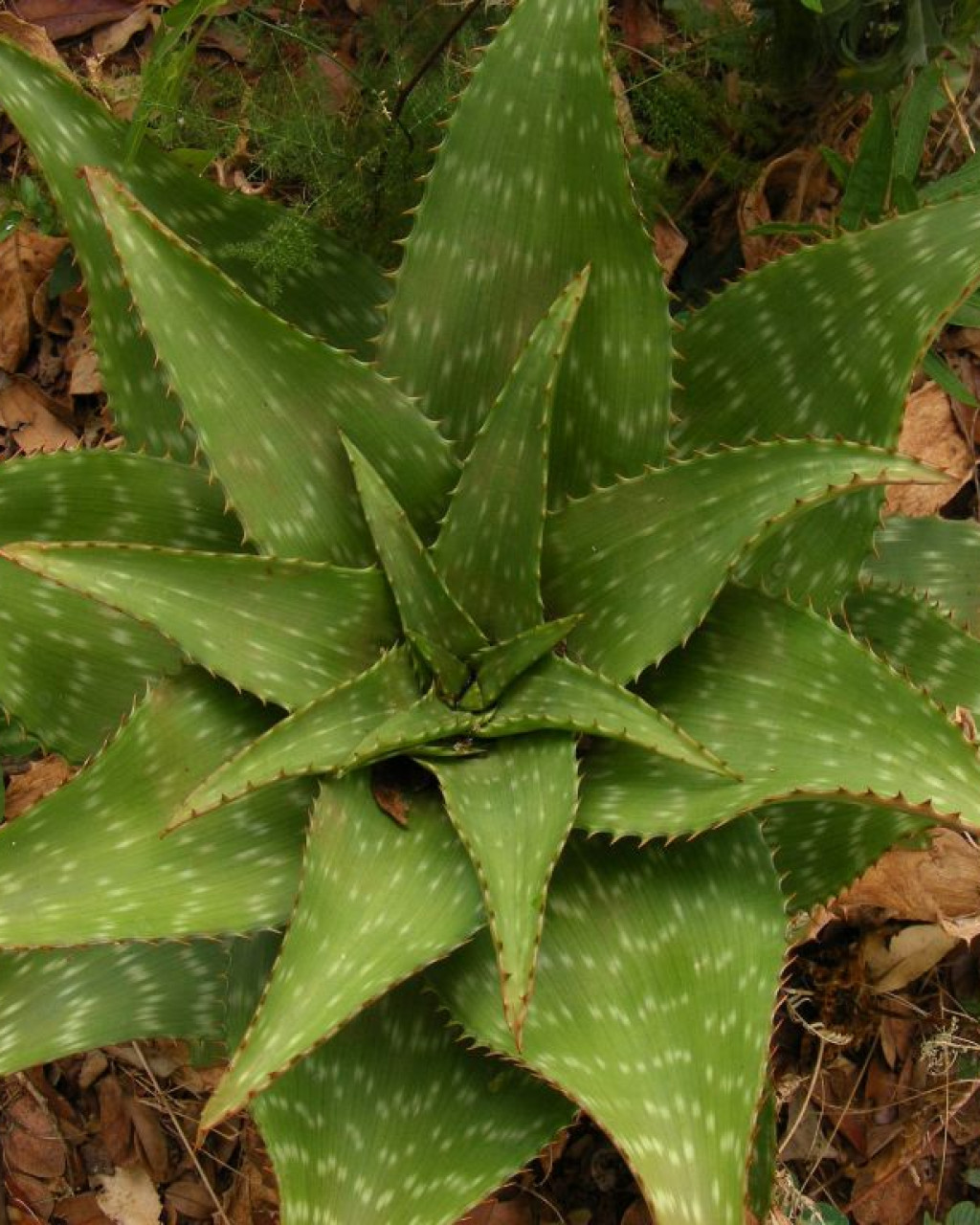 Aloe duckeri