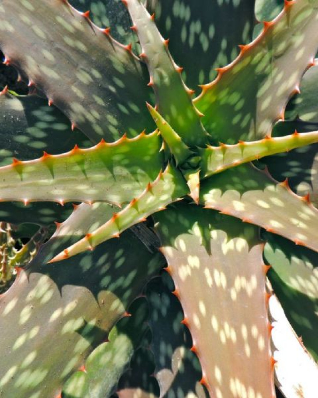 Aloe dyeri