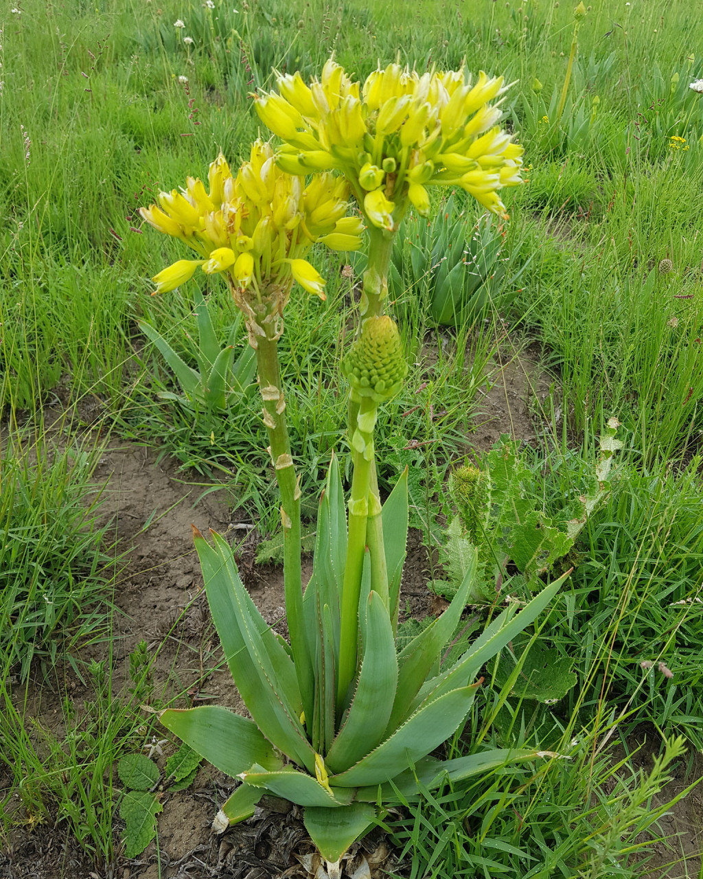 Aloe ecklonis