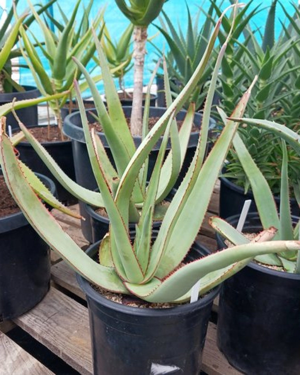 Aloe elegans
