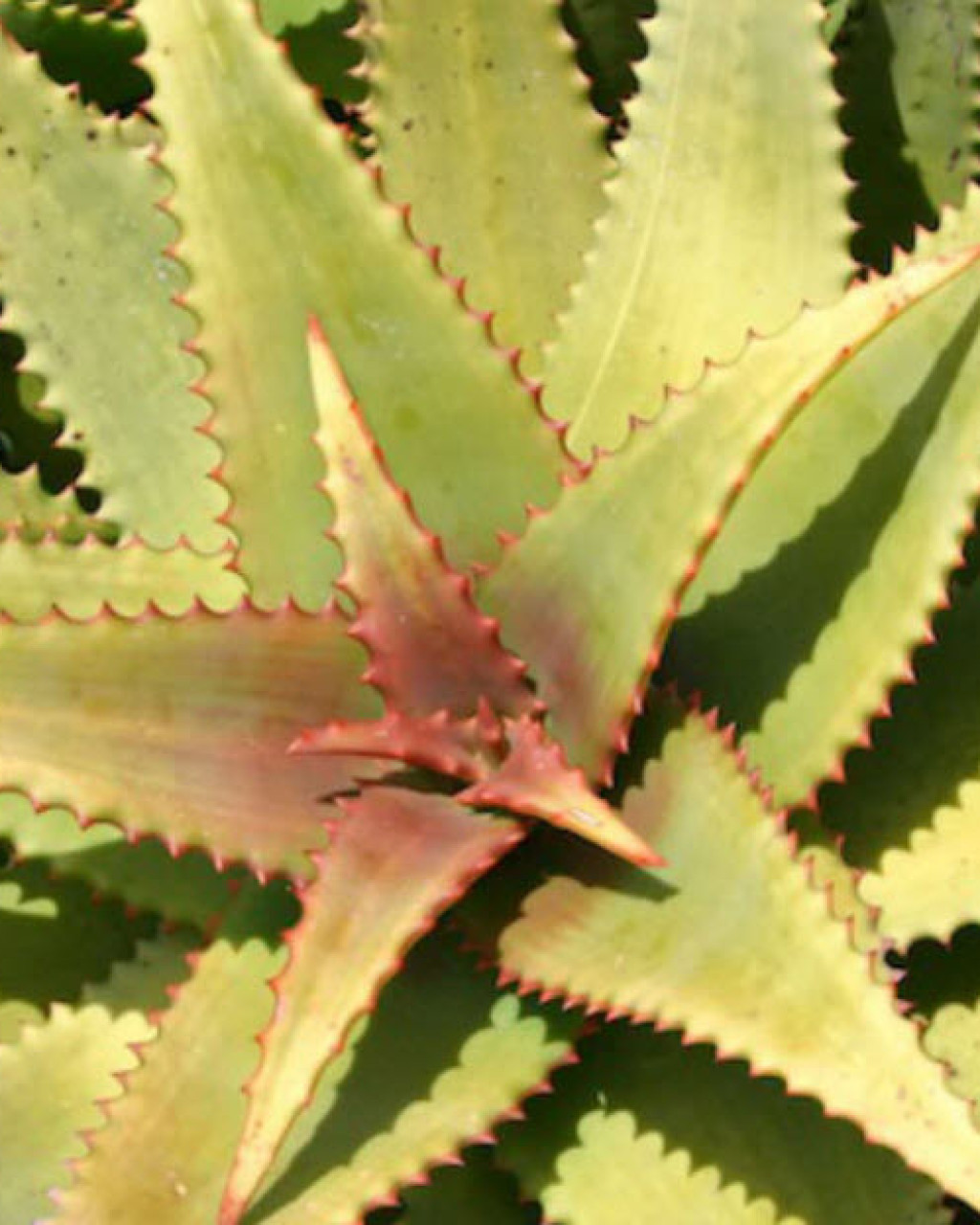 Aloe elgonica