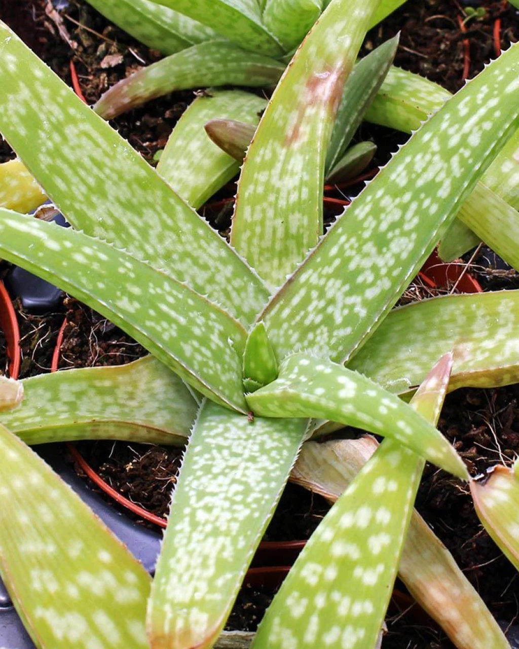 Aloe ellenbeckii