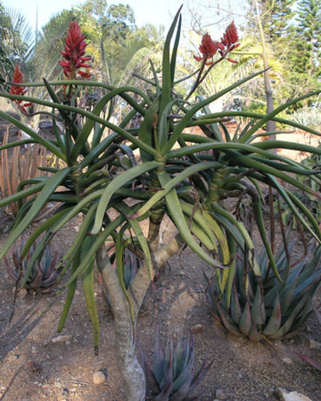 Aloe Eminens