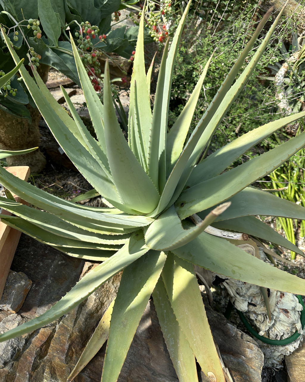 Aloe eremophila