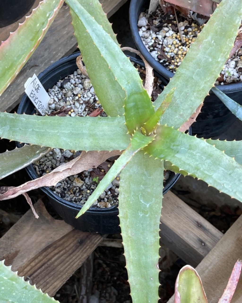 Aloe ericetorum
