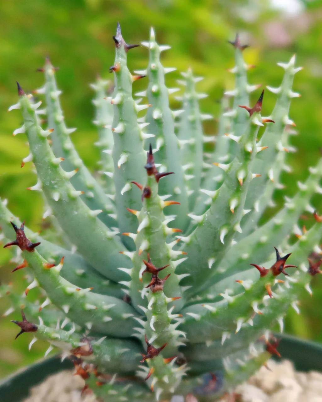 Aloe erinacea