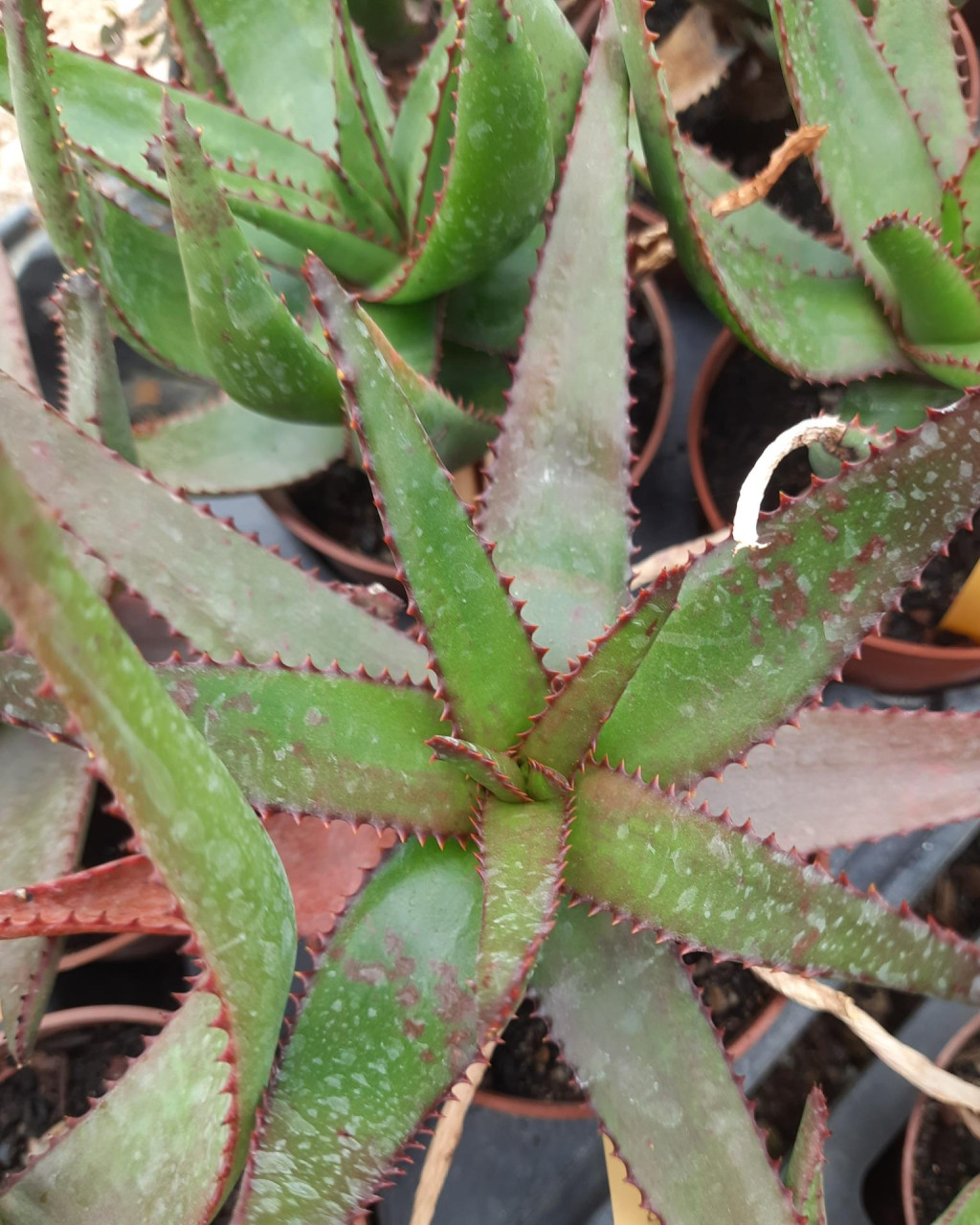 Aloe erythrophylla