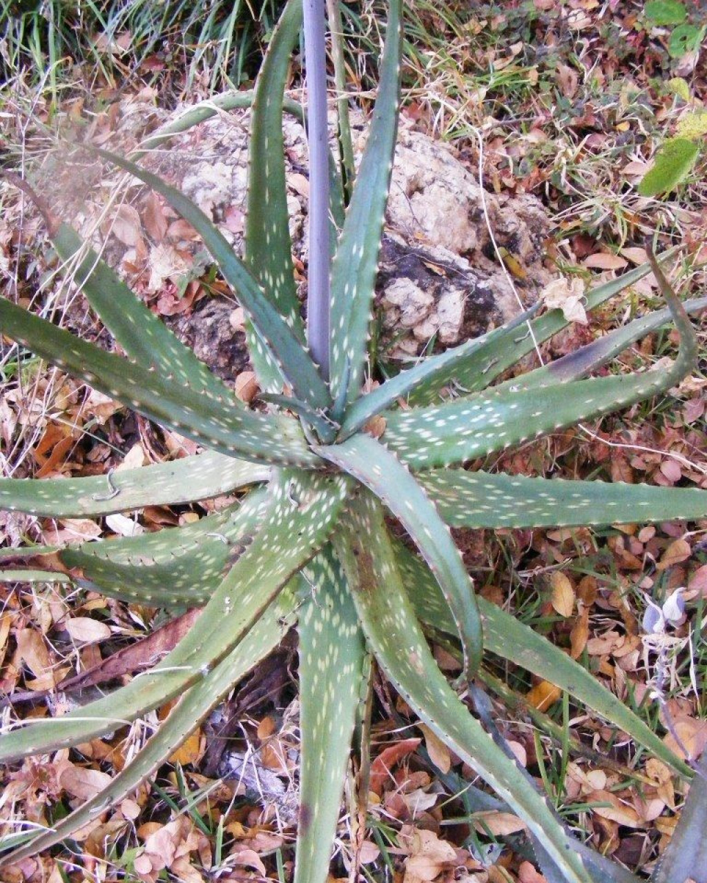 Aloe esculenta