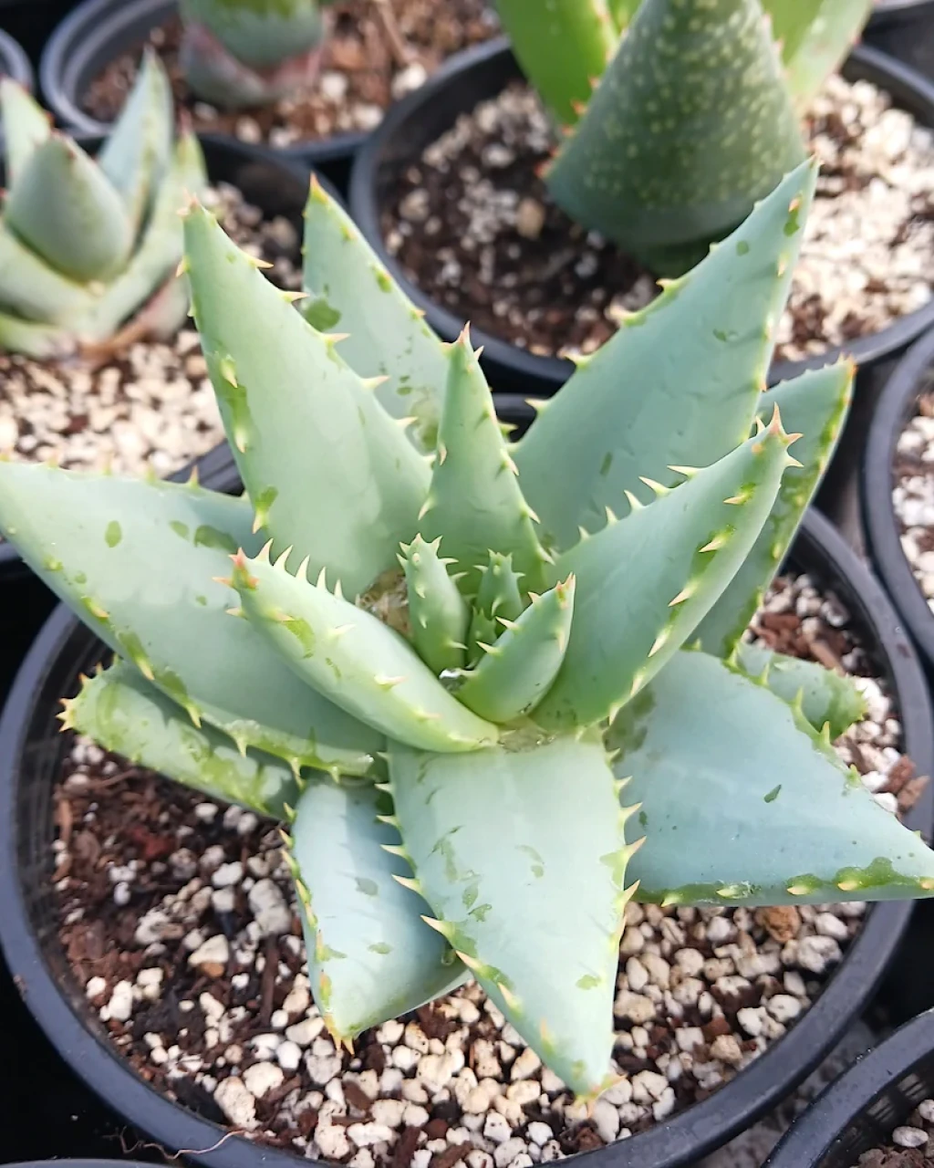 Aloe falcata