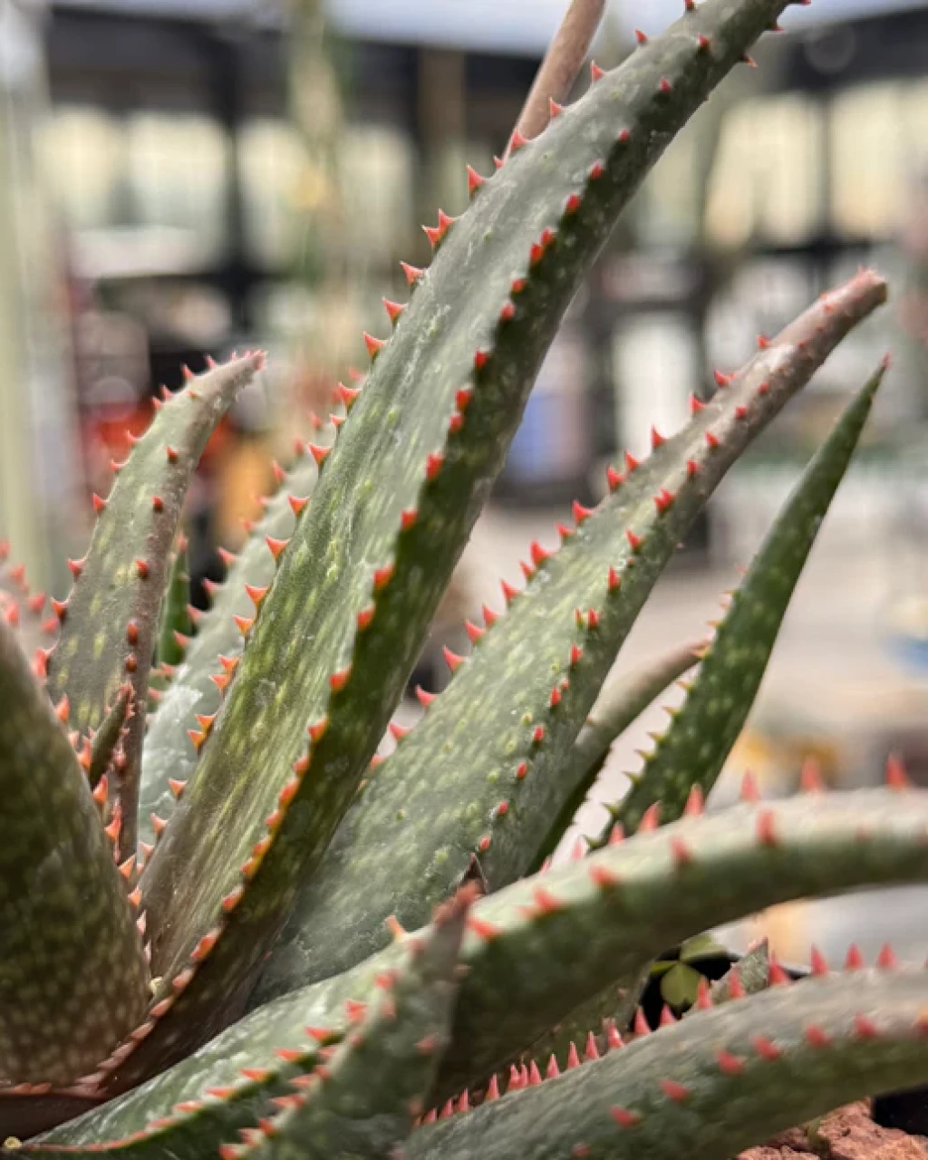 Aloe 'Fang'