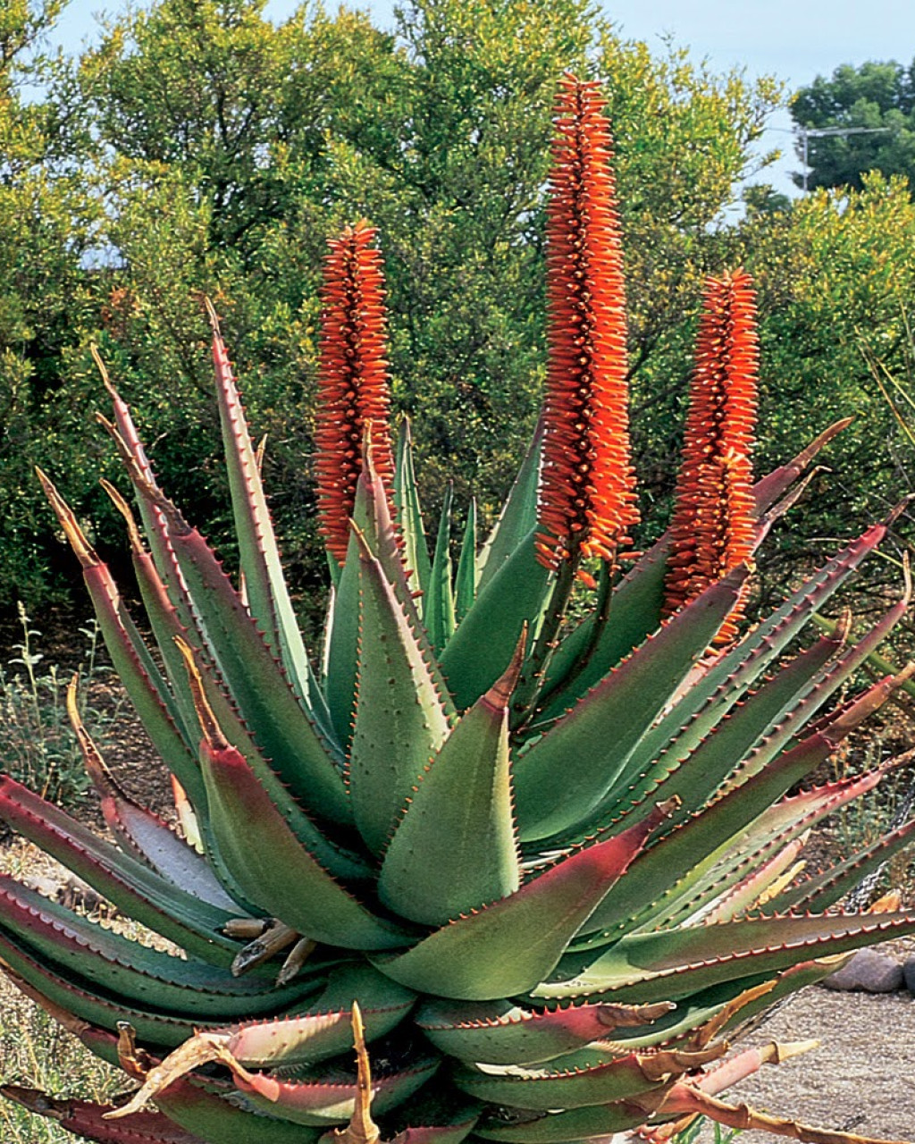 Aloe ferox