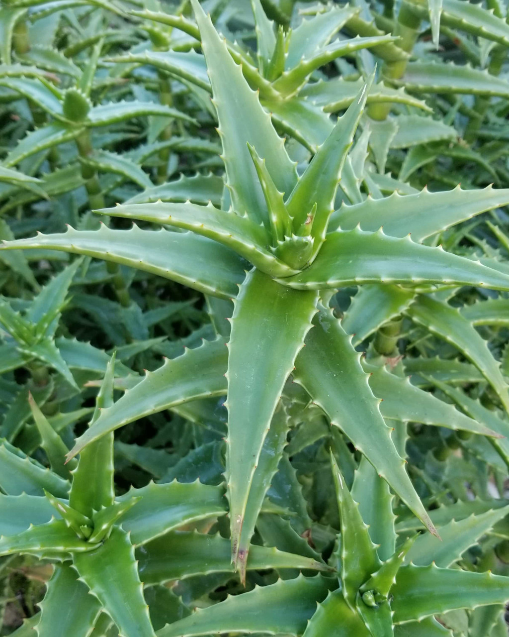 Aloe fibrosa