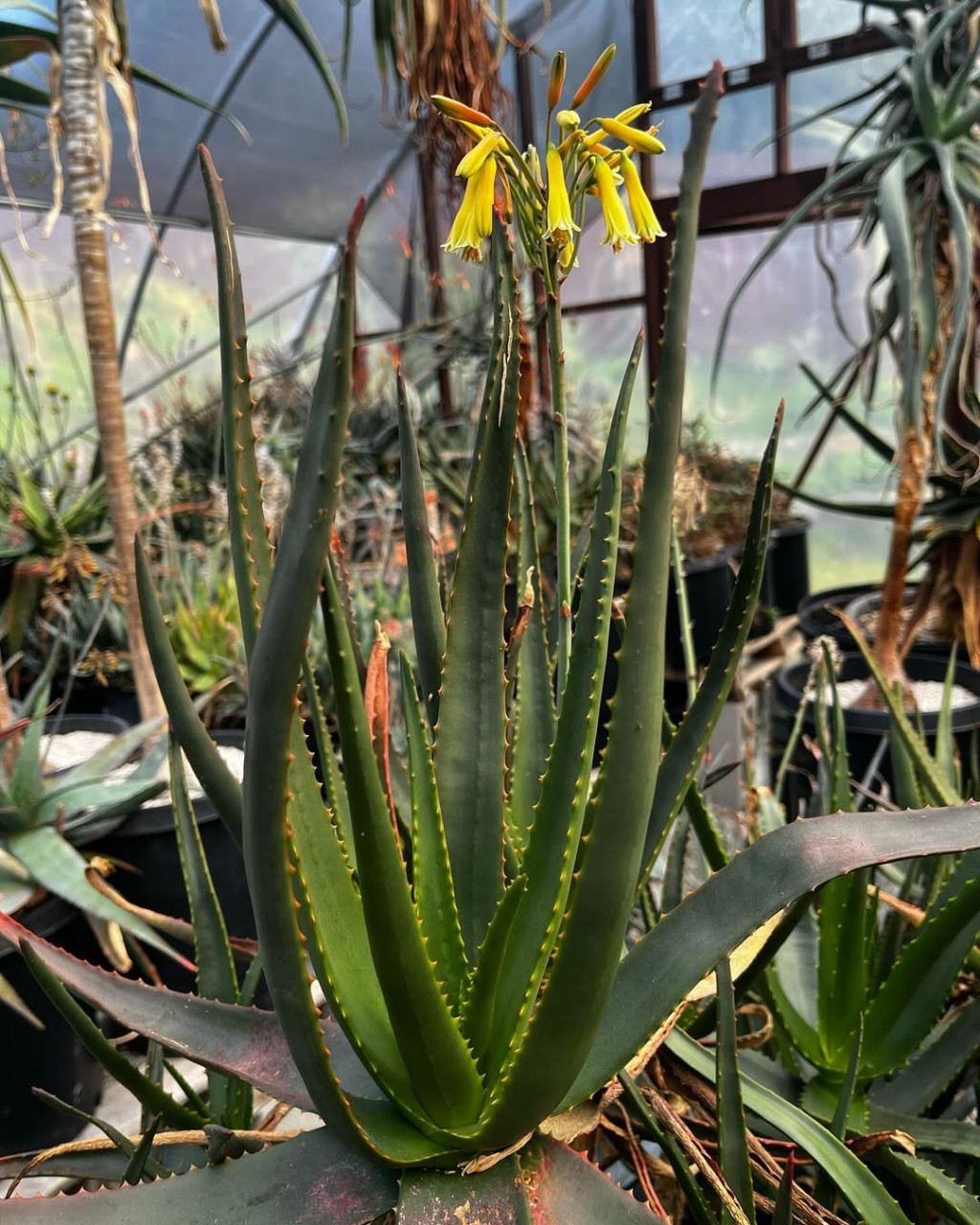 Aloe fievetii