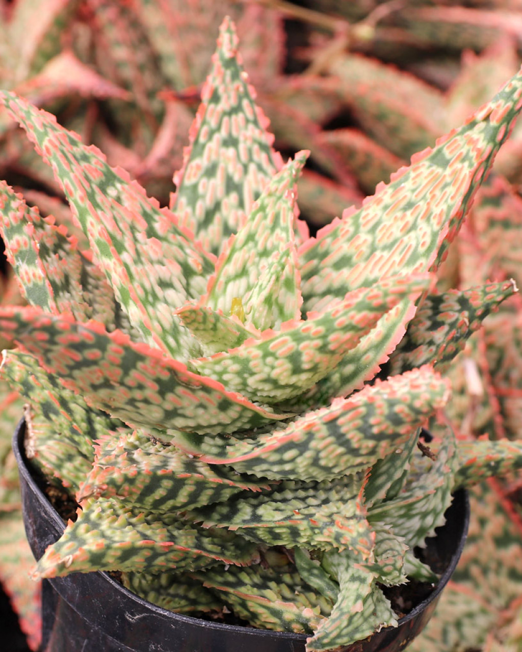 Aloe 'Firecracker'