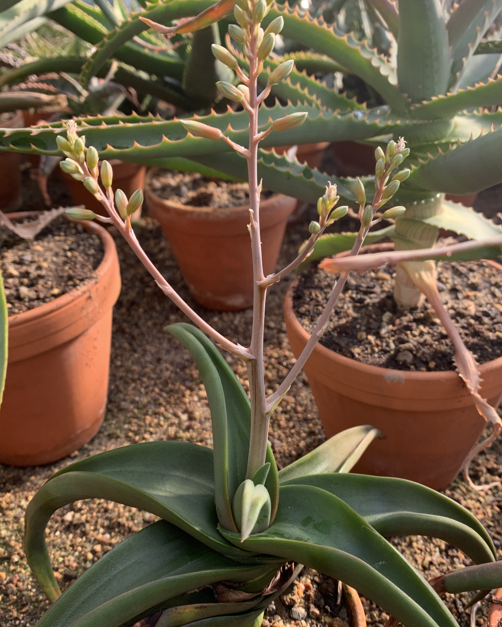 Aloe fleurentiniorum