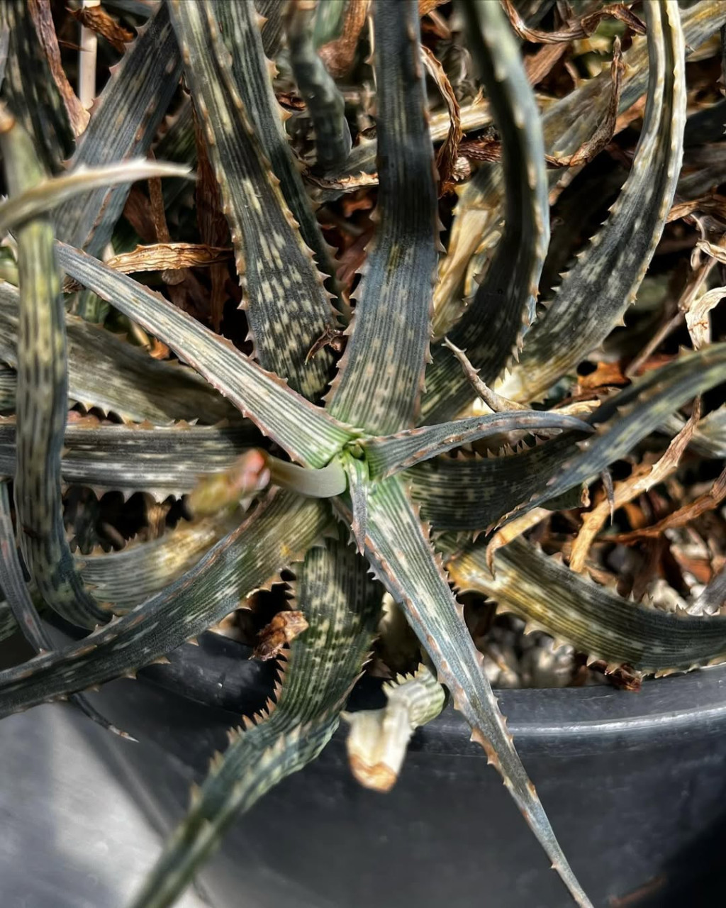 Aloe fleuretteana