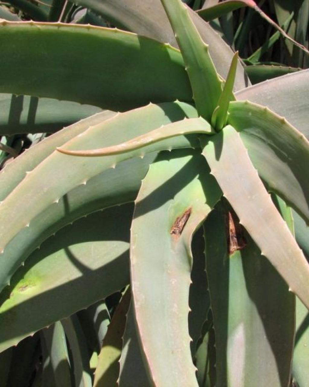 Aloe flexilifolia