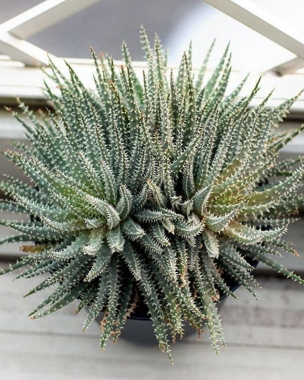 Aloe florenceae