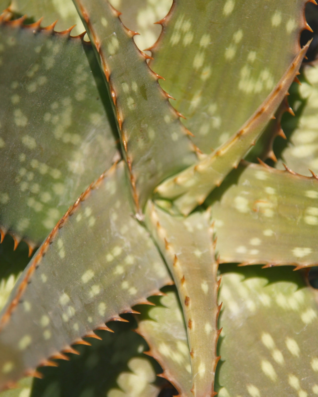 Aloe fosteri
