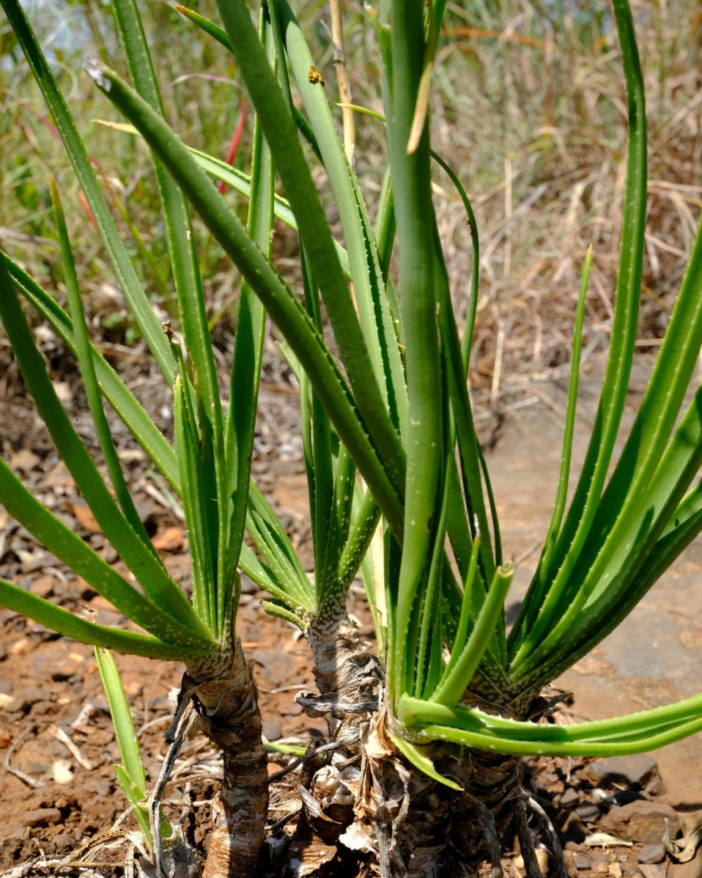 Aloe fouriei