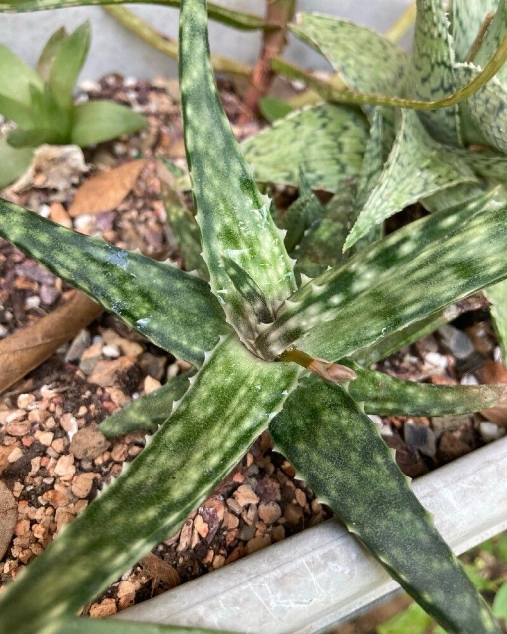 Aloe fragilis