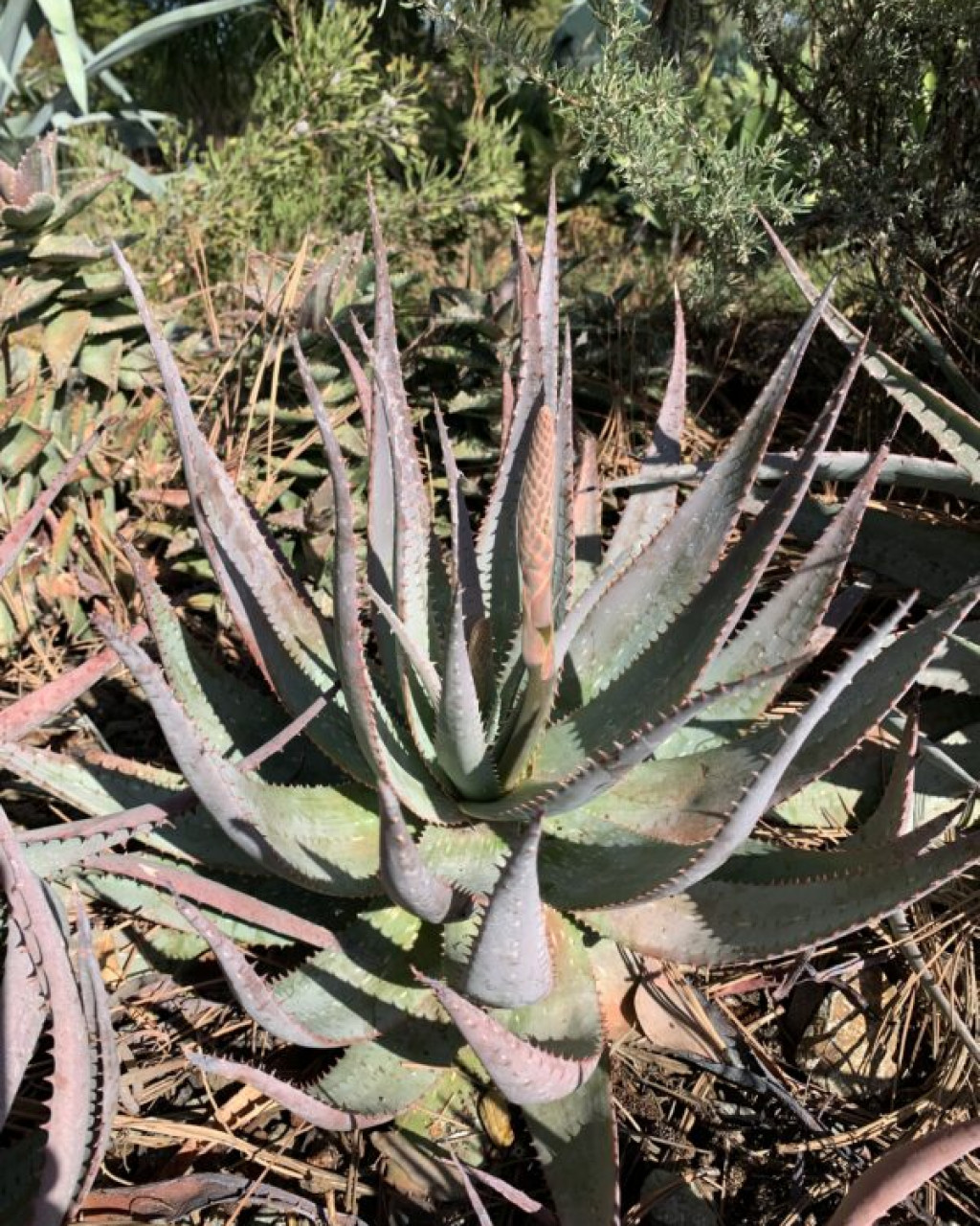 Aloe framesii