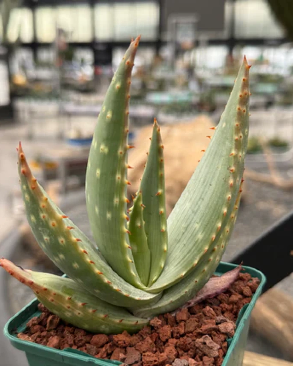 Aloe gariepensis