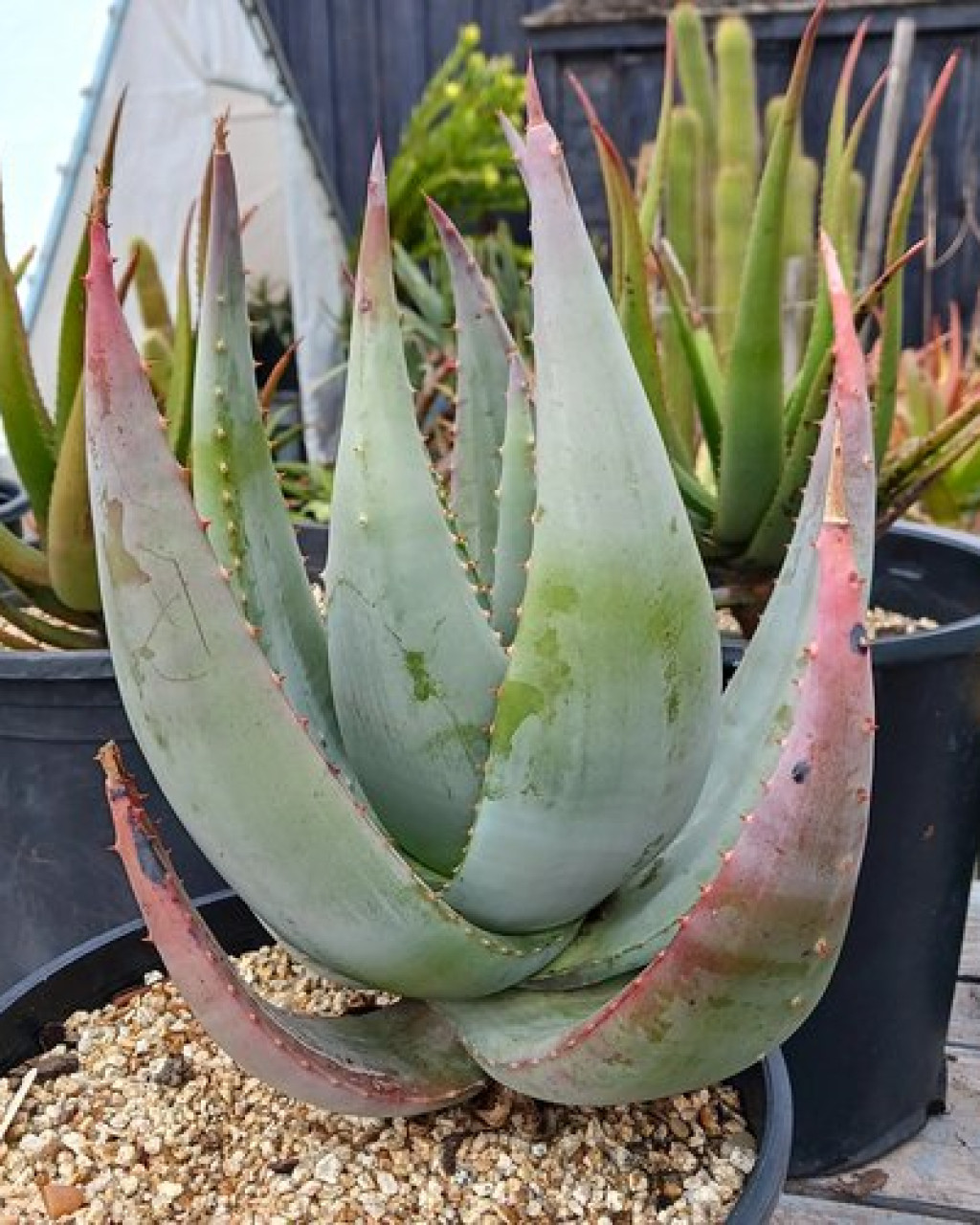 Aloe gerstneri
