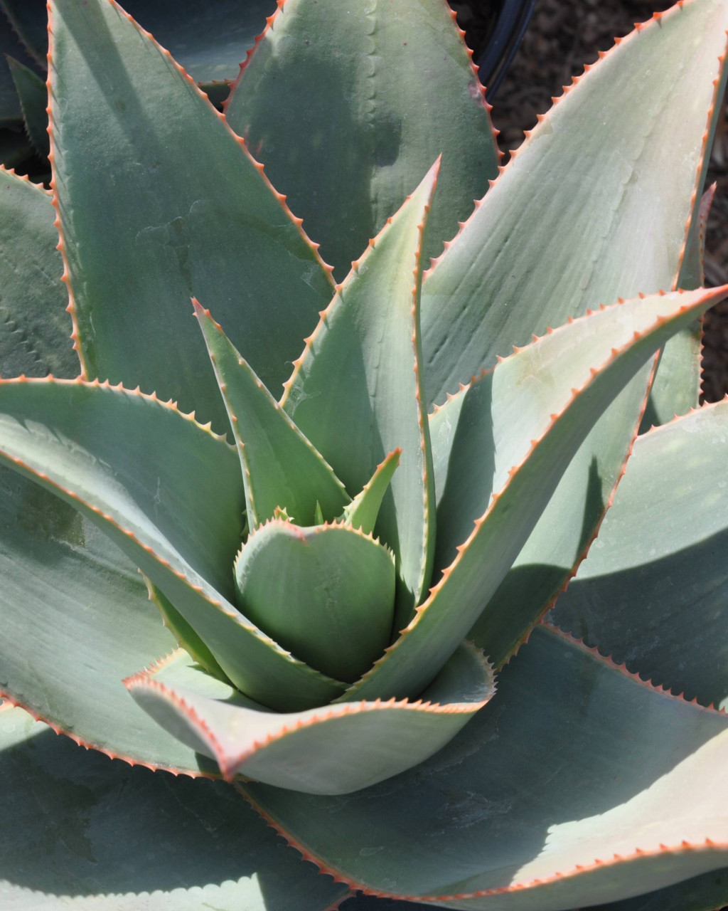 Aloe 'Ghost Aloe'