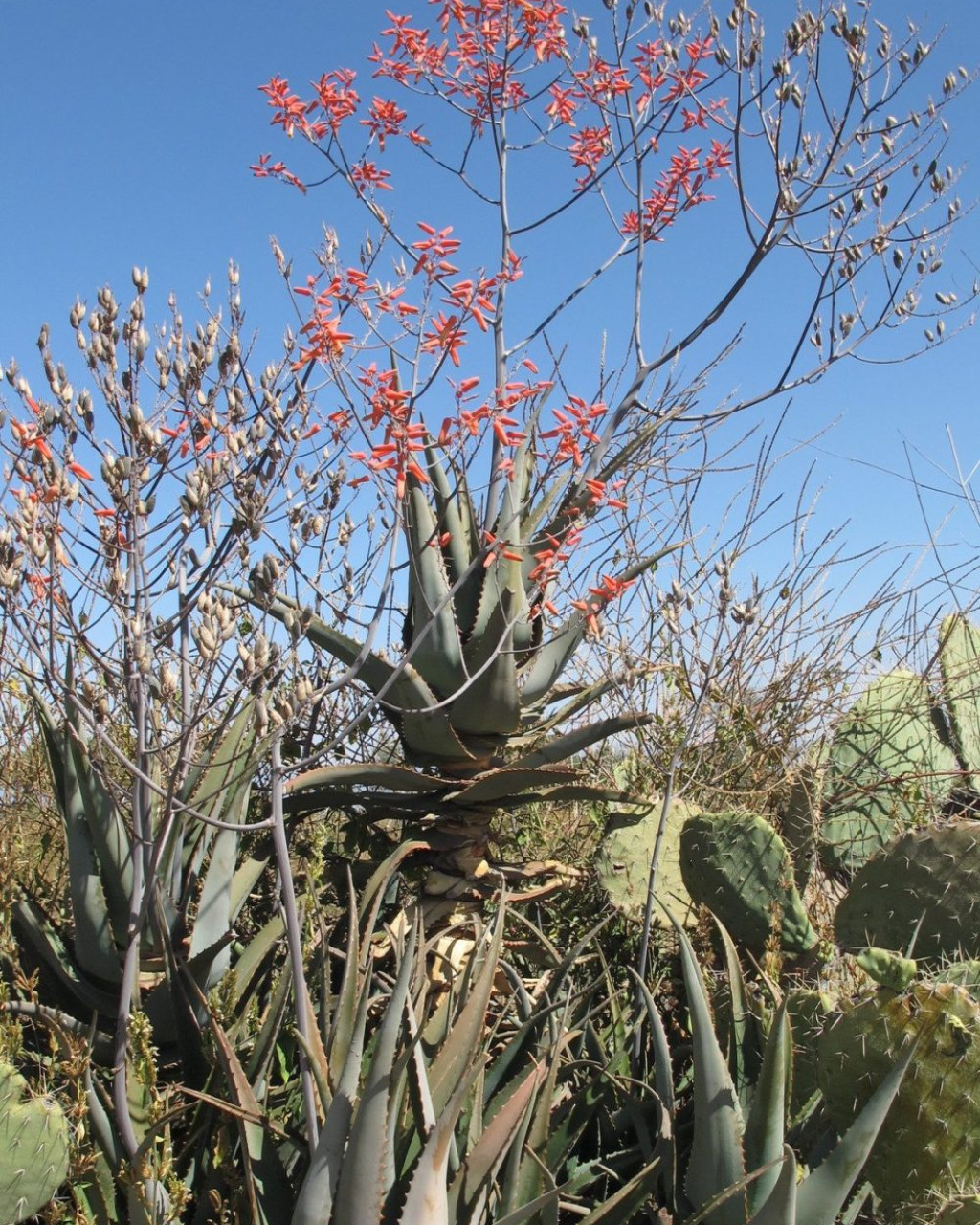 Aloe gilbertii