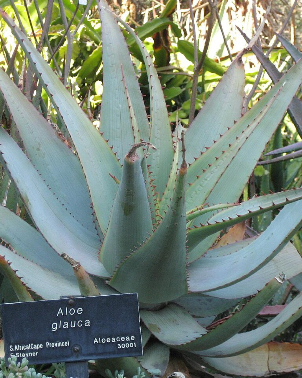 Aloe glauca
