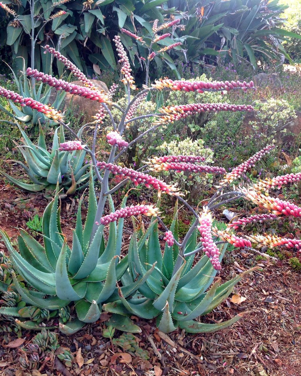 Aloe globuligemma
