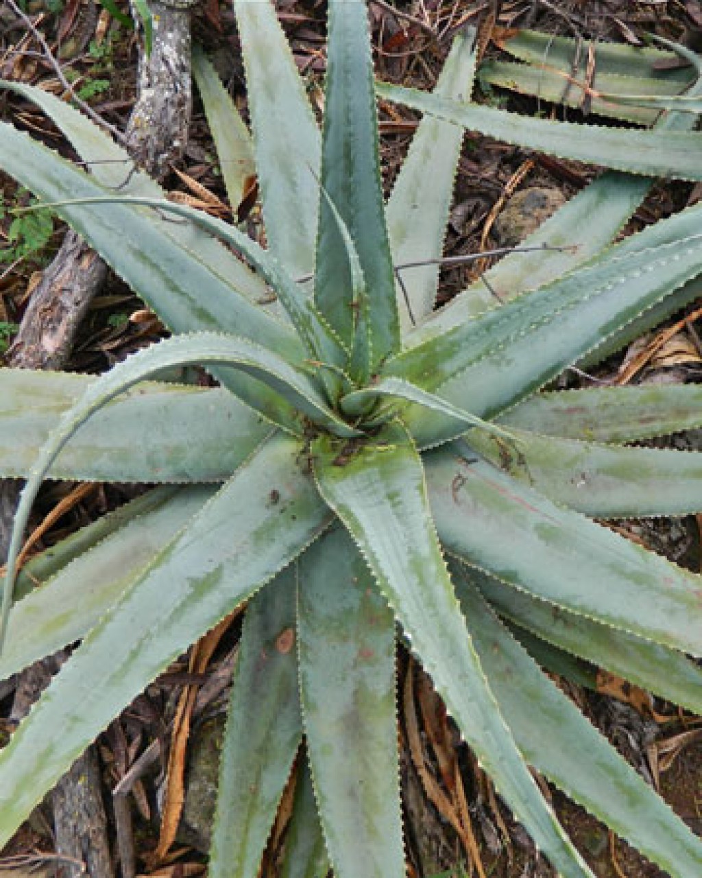 Aloe Globuligemma