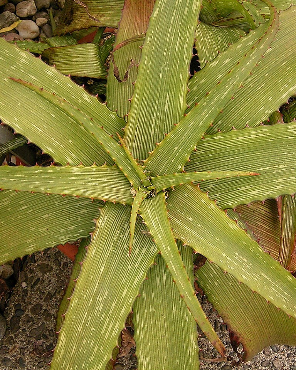 Aloe grandidentata