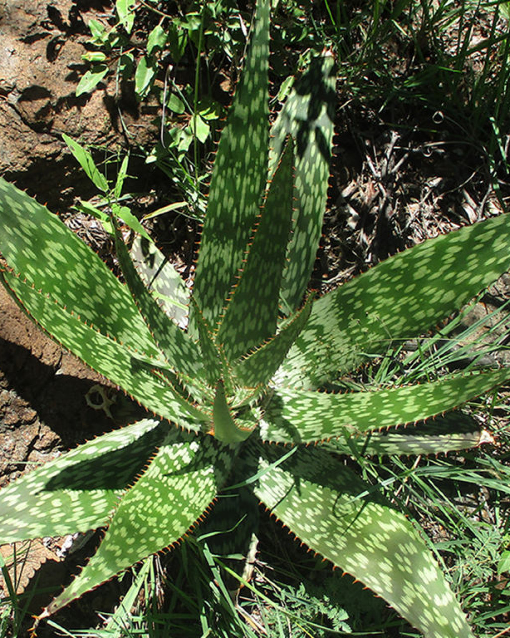 Aloe greatheadii