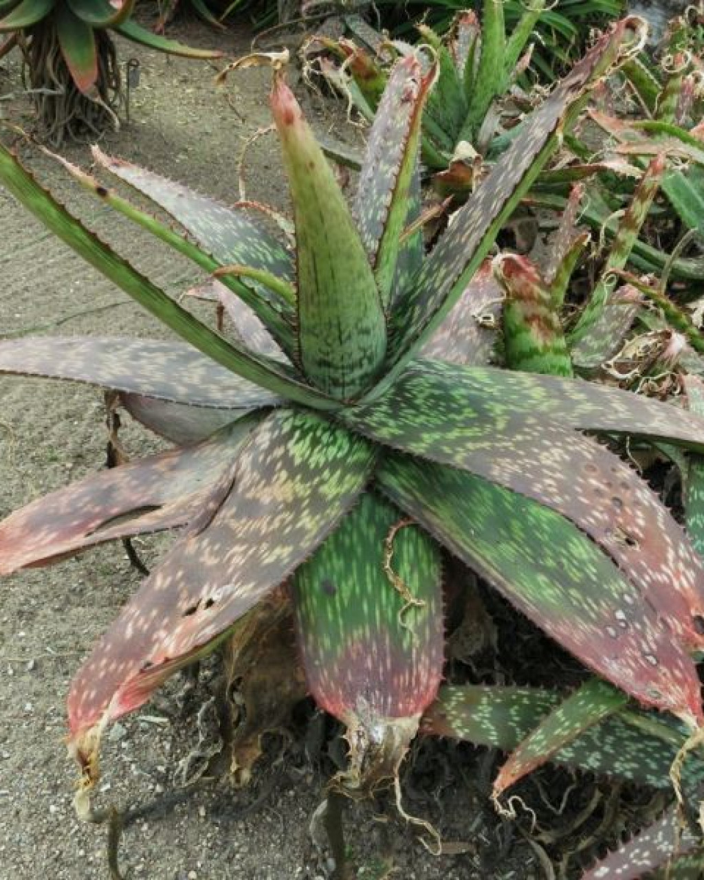 Aloe greenii