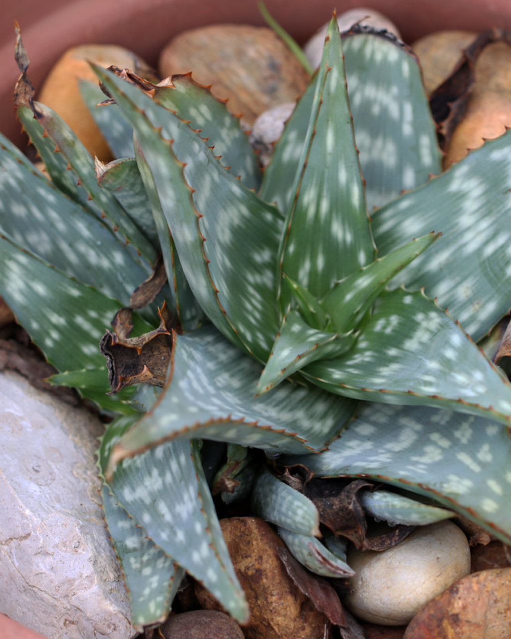 Aloe grisea